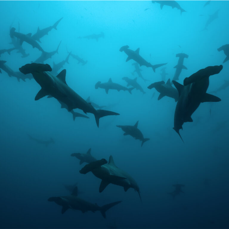 Bancos de Tiburones
