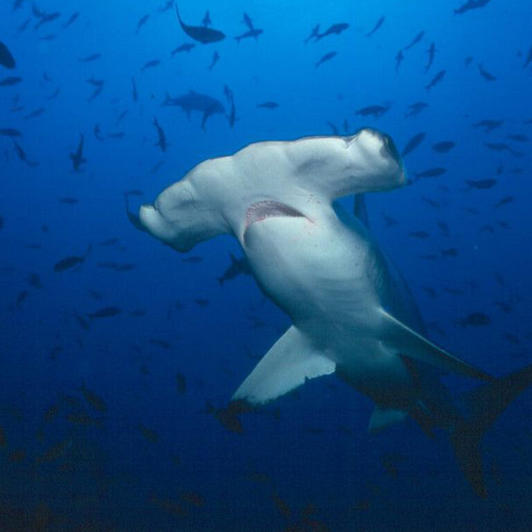 Tiburón Martillo