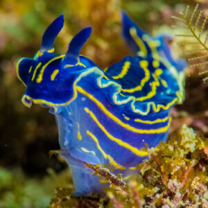 Nudibranquio