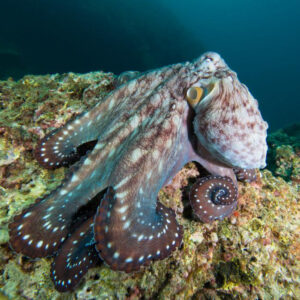 Pulpo